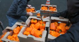 Trump wants to know how to legally fund SNAP ‘as soon as possible’