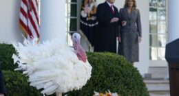Trump's Hilarious Pardon for Thanksgiving Turkeys, Gobble and Waddle – RedState