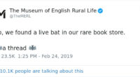 UK Library Museum Posts Hilarious Twitter Thread About A Bat Found In Their Store