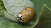 The Asian lady beetle (Harmonia axyridis) is an invasive species that looks very similar to the US ladybug, bug can bite humans and infest homes