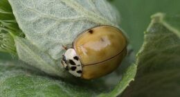 The Asian lady beetle (Harmonia axyridis) is an invasive species that looks very similar to the US ladybug, bug can bite humans and infest homes