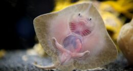 Wikimedia Commons Users Shared 47 Stunning Wildlife Photos Taken Over The Years (New Pics)