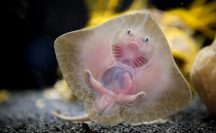 Wikimedia Commons Users Shared 47 Stunning Wildlife Photos Taken Over The Years (New Pics)