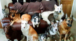 Woman Finally Manages To Get Her 17 Pets To Sit Still For A Photo