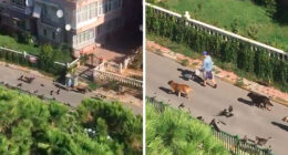 Woman Records This Stranger Leading A Parade Of Dogs, Cats, And Birds Down The Street, And The Scene Looks Magical