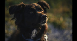 Your Pets May Now Be Secret Climate Culprits