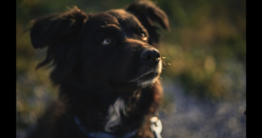 Your Pets May Now Be Secret Climate Culprits