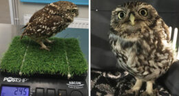 ‘Extremely Obese’ Owl Was Rescued After Being Too Fat To Fly