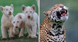 40 Incredible Wildlife Shots I Captured Without Fancy Gear Or Big Trips