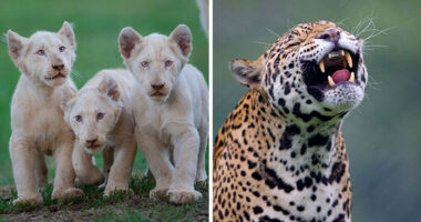 40 Incredible Wildlife Shots I Captured Without Fancy Gear Or Big Trips