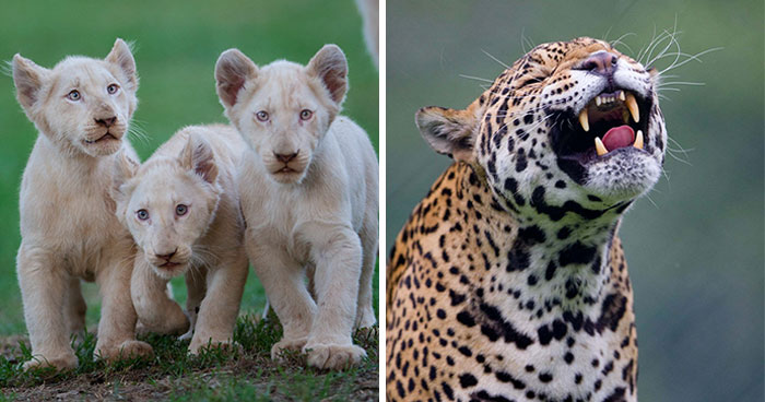 40 Incredible Wildlife Shots I Captured Without Fancy Gear Or Big Trips