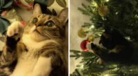 50 Times Cats Experienced Christmas For The First Time And Had Adorable Reactions