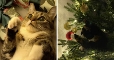 50 Times Cats Experienced Christmas For The First Time And Had Adorable Reactions