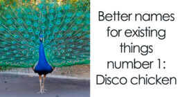 53 Funny And Cute Animal Memes To Bring Some Positivity To Your Day