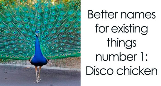 53 Funny And Cute Animal Memes To Bring Some Positivity To Your Day