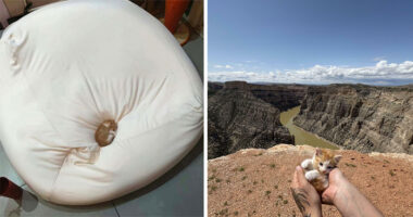 54 Tiny Cats In Big Spaces That Make You Want To Cry And Protect Them Forever