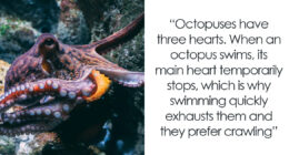 66 Interesting Facts About Animals That You Probably Never Heard Of