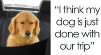 79 Animal Memes To Scroll Through While Your Pet Is Sleeping