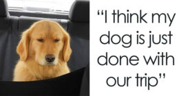 79 Animal Memes To Scroll Through While Your Pet Is Sleeping