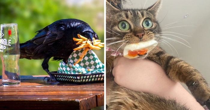 89 Sneaky Pets Who Tried To Steal Food But Got Busted (New Pics)