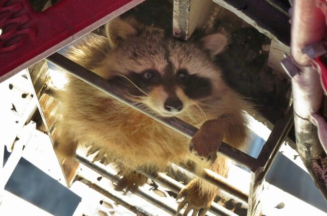 A Drunk American Raccoon Has More Charm Than a Dumb British Prince – HotAir