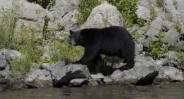 Altadena Man Hosts Bear Nightmare – RedState