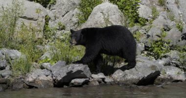 Altadena Man Hosts Bear Nightmare – RedState