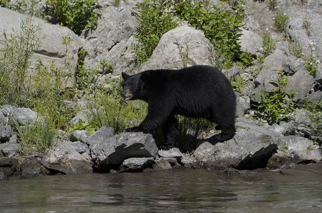 Altadena Man Hosts Bear Nightmare – RedState