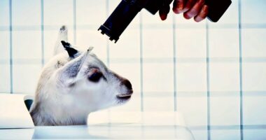 Apple TV’s Severance Still Has The Most GOATed Finale In TV History