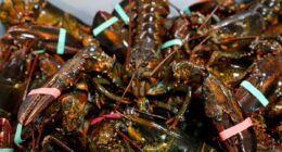 Bizarre lobster heist may be linked to a larger crime ring