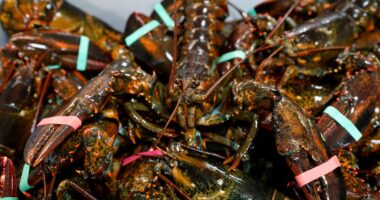 Bizarre lobster heist may be linked to a larger crime ring