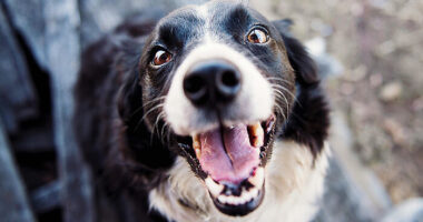 Can Dogs Be Autistic Like Humans? Scientists May Now Have The Answer