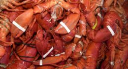 Claws off! Shipment of $400K worth of lobsters is hijacked en route to Costco stores