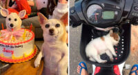 Dog Owners Share 78 Of The Cutest, Most Adorable, And Heartwarming Pics Of Their Pets