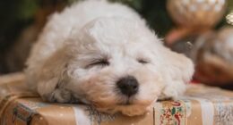 Doggie Day Care Puts Precious Pooches in Must-See Nativity Scenes – RedState