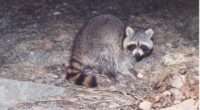 Drunken Raccoon Shatters Scotches and Passes Out – RedState