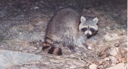 Drunken Raccoon Shatters Scotches and Passes Out – RedState