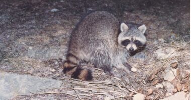 Drunken Raccoon Shatters Scotches and Passes Out – RedState
