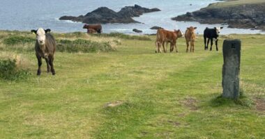 Farmer fined £5,260 after spate of cow attacks