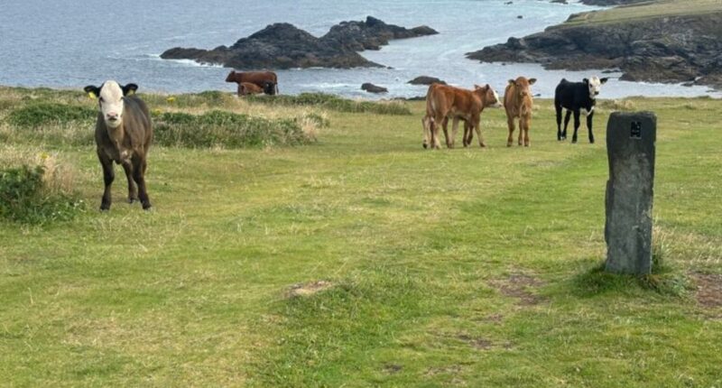 Farmer fined £5,260 after spate of cow attacks