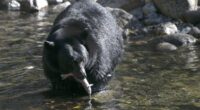 Florida Now Reviving Bear Hunt Despite Outcry – RedState