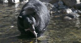 Florida Now Reviving Bear Hunt Despite Outcry – RedState