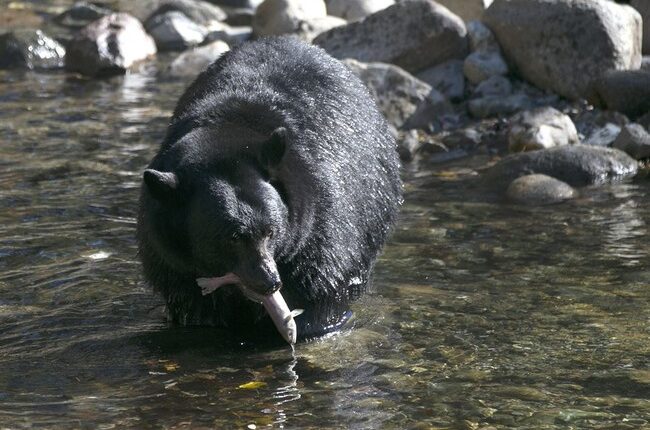 Florida Now Reviving Bear Hunt Despite Outcry – RedState