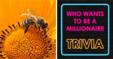 From $100 To $1,000,000: Climb The Ladder In This 30-Question Millionaire-Style Quiz