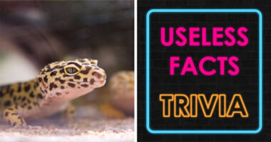 From Dolly Parton To The Oldest Tortoise: Identify 30 Useless Facts You Didn’t Know You Knew