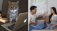 Guy Splits The Internet After Giving His Old Laptop To His Cat Instead Of His Sister