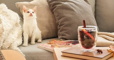 Cute little kitten looking overwhelmed from the spices used in a mulled wine