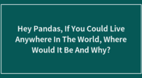 Hey Pandas, If You Could Live Anywhere In The World, Where Would It Be And Why?