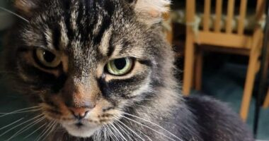 Hey Pandas, Please Show Me Your Cats
