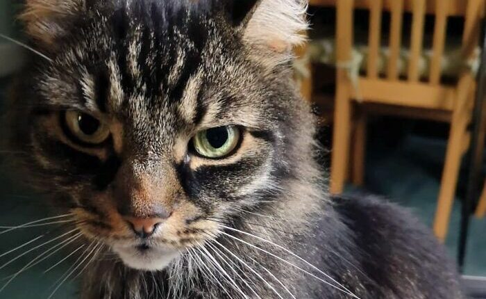 Hey Pandas, Please Show Me Your Cats